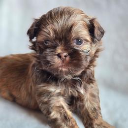 Max - Liver male Shih Tzu puppy in Jenks, Oklahoma from Northstar Shih Tzu