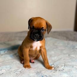 Boy 1 - Fawn male Boxer puppy in Prestonsburg, Kentucky from Diamond Standard Boxers