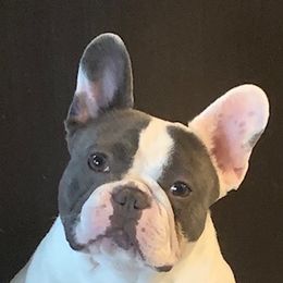 Charlie - French Bulldog