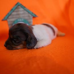 Woodrow - Dapple male Dachshund puppy in Quemado, New Mexico from TNT Dachshunds