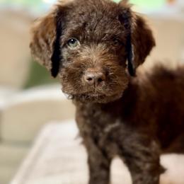 Chopper - Chocolate female Goldendoodle puppy in Dayton, Ohio from Perks Court Doodles