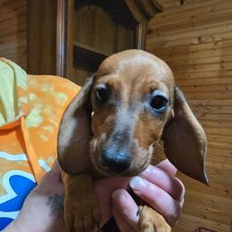 Josey's sable girl - Sable female Dachshund puppy in Wheatfield, Indiana from Wines Wienery