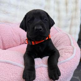 Bruce - Black and rust male Doberman Pinscher puppy in Brookfield, Wisconsin from Haus of Hound