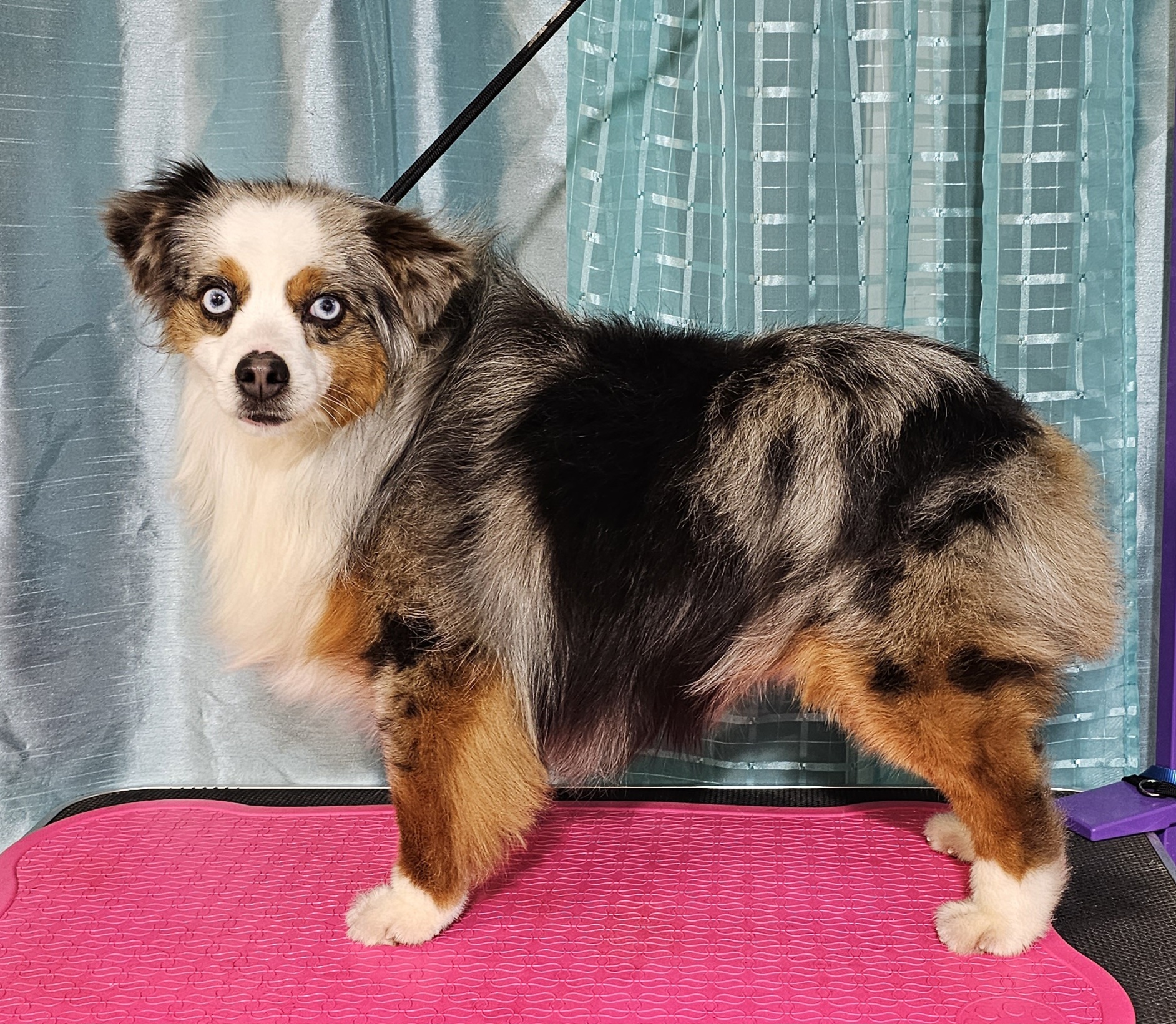 Magic - Toy Australian Shepherd