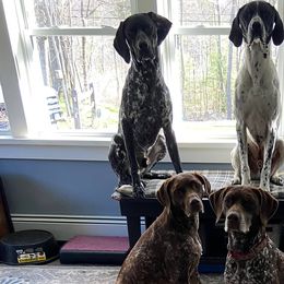 German Shorthaired Pointers from penny rockefeller