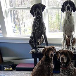 German Shorthaired Pointers from penny rockefeller