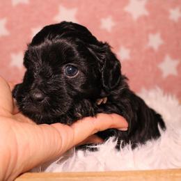 Black 2 - Black male Havapoo puppy in Grants Pass, Oregon from Oregon Valley Doodles