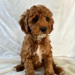 Pooh - Red and white male Cockapoo puppy in Adrian, Oregon from ApplebyFarm