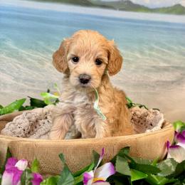 Abalone - Apricot female Goldendoodle puppy in Haltom City, Texas from Ohana Doodles