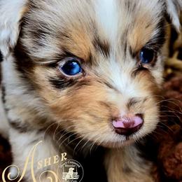 Asher - Red merle male Miniature Australian Shepherd puppy in Ennis, Texas from God’s Little Aussies