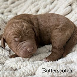 Boy 4 - male Goldendoodle puppy in Washington, Illinois from Lola Bear Goldendoodles