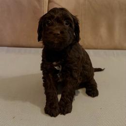 White Girl - Chocolate female Australian Labradoodle puppy in West Union, South Carolina from Golden Corner Labradoodles, LLC