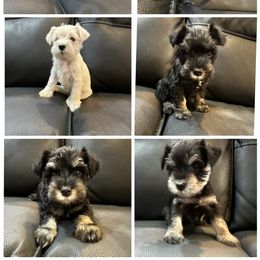 Miniature Schnauzers from Krystal Grubbs
