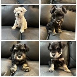 Miniature Schnauzers from Krystal Grubbs