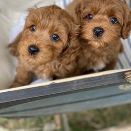 Australian Labradoodle Puppies from Sunny Day Doodles
