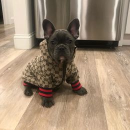 French Bulldog Puppies from Galm Frenchies