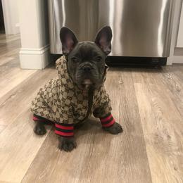 French Bulldog Puppies from Galm Frenchies