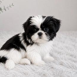 Boy 1 - Black and white male Shih Tzu puppy in Walnut Ridge, Arkansas from Maltese Madness by Shannon Smith
