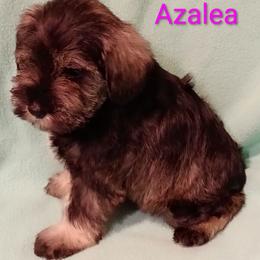 Azalea - Salt and pepper female Miniature Schnauzer puppy in Midland, Texas from Shebbies Puppy Palace