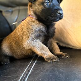 Purple collar - Mahogany male Belgian Malinois puppy in Denver, Colorado from Morales Kennels