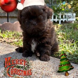 Pearl - Liver female Shih Tzu puppy in Clifton, Texas from 5Z Shih Tzu Squad