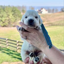 Mr. Light Blue - Light golden male Golden Retriever puppy in Jasper, Tennessee from Suncoast Goldens