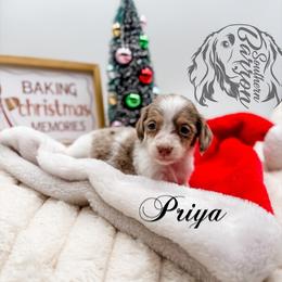 Priya - Dapple female Dachshund puppy in Prairieville, Louisiana from Southern Barron Danes & Dachshunds