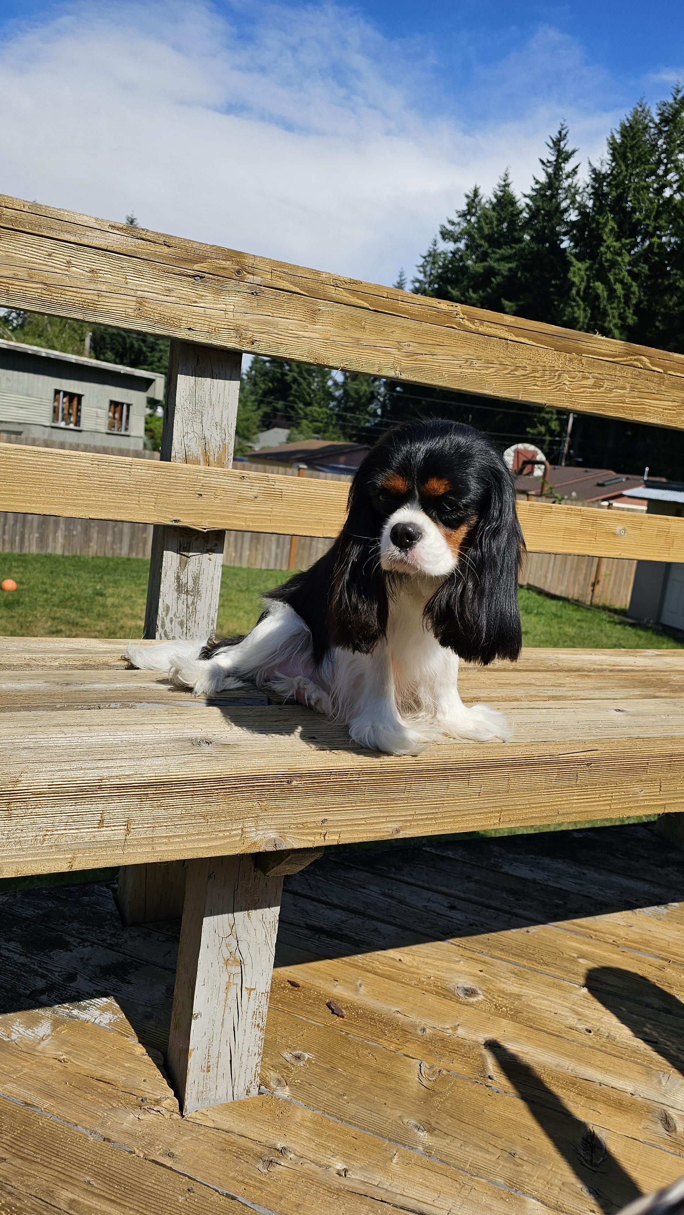 House of Happy Cavaliers in Washington | Cavalier King Charles Spaniel ...