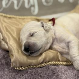 Burgundy - Light golden female Golden Retriever puppy in Salt Lake City, Utah from Soaring golden retrievers