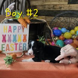 Boy 2 - male Border Collie puppy in Wakeman, Ohio from Sandstone Ridge Kennels