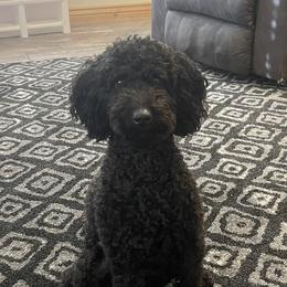 Nali - Goldendoodle