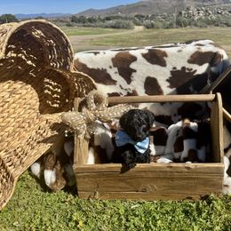 Clove - Black male Goldendoodle puppy in Yarnell, Arizona from Boulder Mountain Doodles