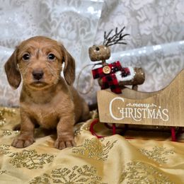 Nog - Wheaten male Dachshund puppy in Lebanon, Ohio from Golden Acres Dachshunds