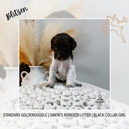 Blitzen - Parti female Goldendoodle puppy in Montgomery, Texas from Dacus Doodles