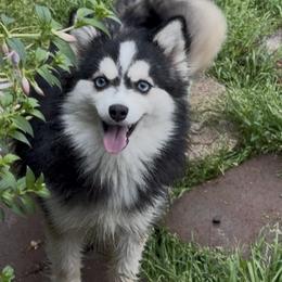 Boo Kitty - Black and white female Pomsky puppy in Salem, Oregon from Dollhouse Pomskies