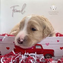Aussiedoodle and Double Doodle Puppies from Delmarva Regal Doodles