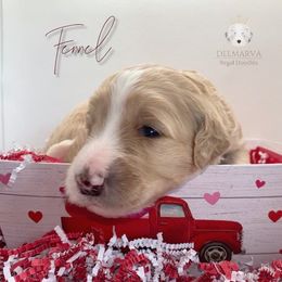 Aussiedoodle and Double Doodle Puppies from Delmarva Regal Doodles