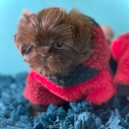 Shih Tzu Puppies from Arizona Sunrise Shih Tzus