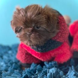 Shih Tzu Puppies from Arizona Sunrise Shih Tzus