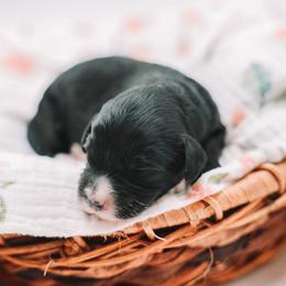 White Girl - Black and white female Cavapoo puppy in Mckinney, Texas from Doodles of North Tx