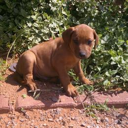 Gunner - Rd whtn blk nose male Rhodesian Ridgeback puppy in Carney, Oklahoma from River Run Parson Russell terriers & River Run Ridgebacks