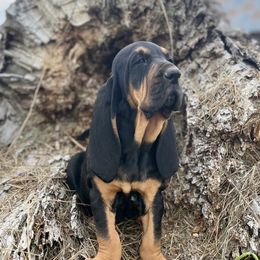 Bloodhound Puppies from Sandhill Hounds of Nebraska