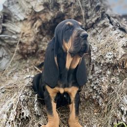 Bloodhound Puppies from Sandhill Hounds of Nebraska