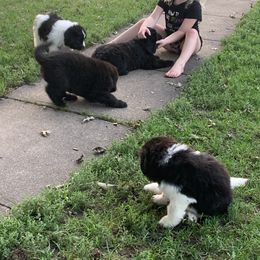Newfoundland and Shih Tzu Puppies from Grand Meadow Newfoundlands