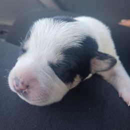 Miniature Schnauzer Puppies from Sabrina Ramirez