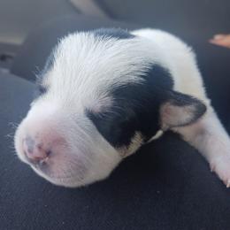 Miniature Schnauzer Puppies from Sabrina Ramirez