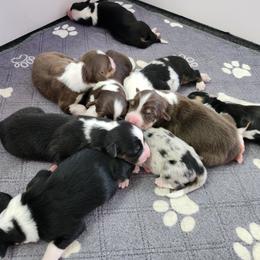 Black Tri Girl 1 - Black tri-color female Australian Shepherd puppy in Hawaii from Hawaii Australian Shepherds