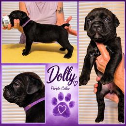 Girl 1 - Black female Cane Corso puppy in Scott County, Tennessee from Nuovo Inizi Kennels