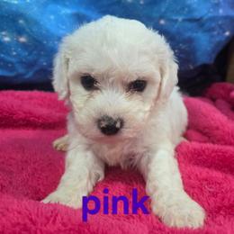 Paisley - White female Bichon Frise puppy in Neosho, Missouri from Cooley's Cuddle Pups