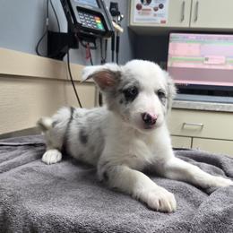 Mochi - Slate merle female Border Collie puppy in Gary, Indiana from Lake Ridge Border Collies